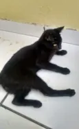 nene