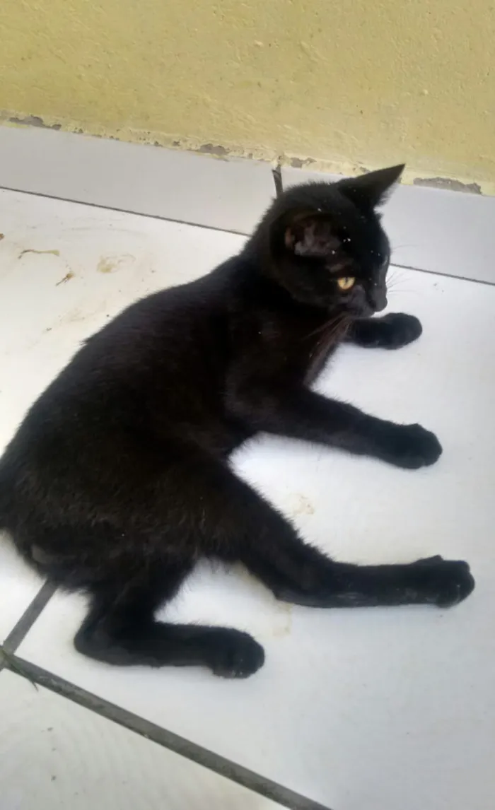 Gato ra a  idade 2 a 6 meses nome nene