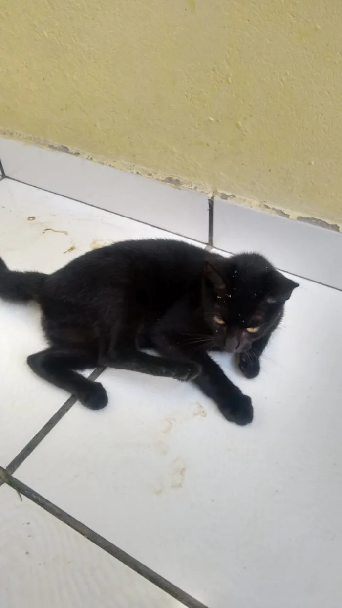 Gato ra a  idade 2 a 6 meses nome nene