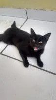 nene