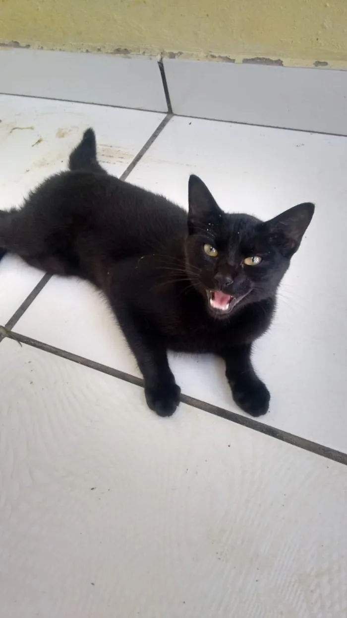 Gato ra a  idade 2 a 6 meses nome nene