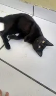 nene