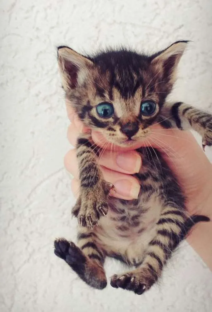 Gato ra a Misto idade Abaixo de 2 meses nome Mel