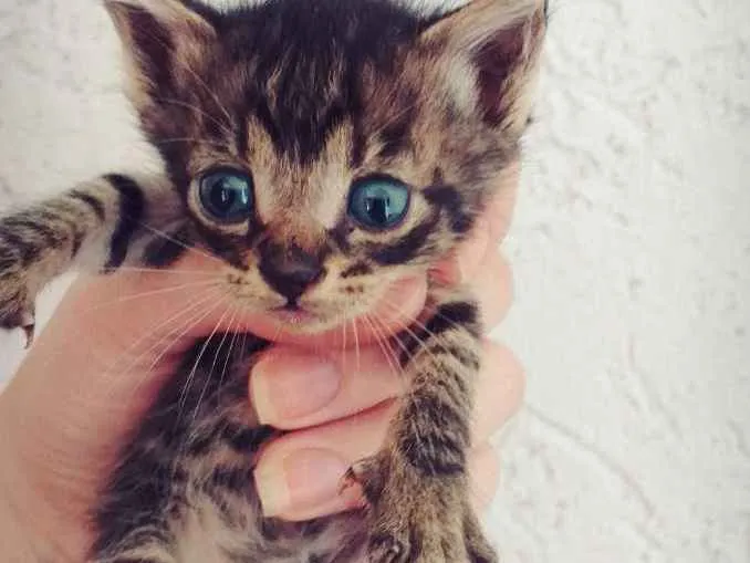 Gato ra a Misto idade Abaixo de 2 meses nome Mel