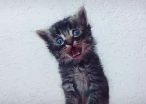 Gato raça Misto idade Abaixo de 2 meses nome Fred