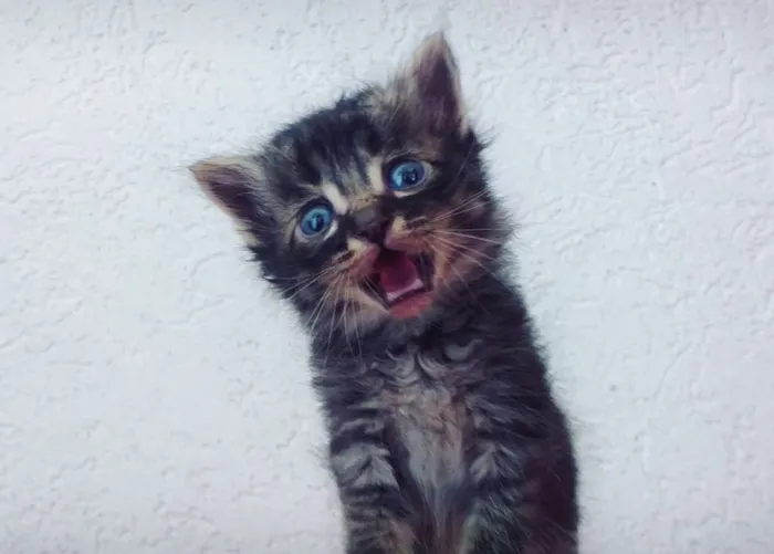 Gato ra a Misto idade Abaixo de 2 meses nome Fred