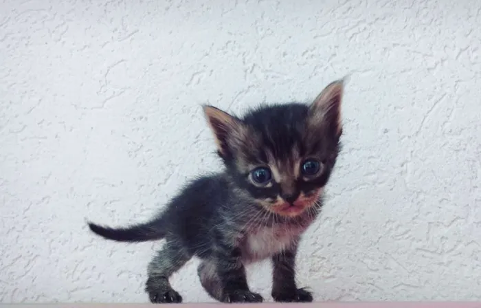 Gato ra a Misto idade Abaixo de 2 meses nome Anny