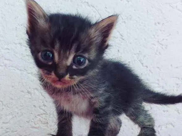 Gato ra a Misto idade Abaixo de 2 meses nome Anny