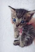 Bela