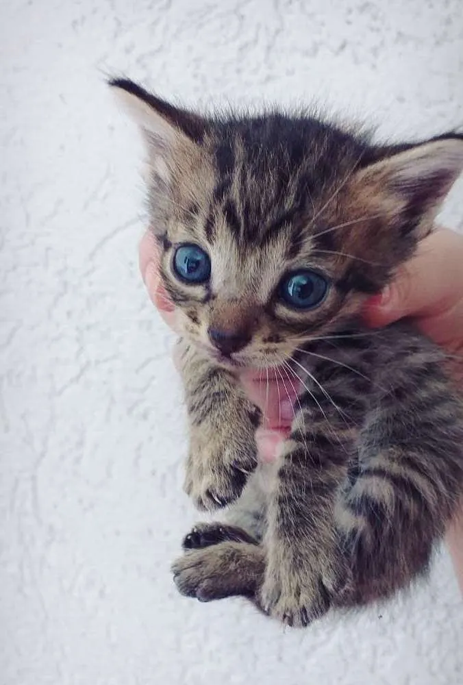 Gato ra a Misto idade Abaixo de 2 meses nome Bela