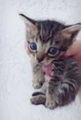 Bela