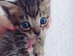 Gato raça Misto idade Abaixo de 2 meses nome Bela