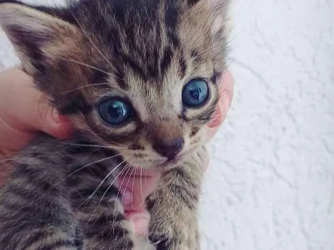 Gato ra a Misto idade Abaixo de 2 meses nome Bela