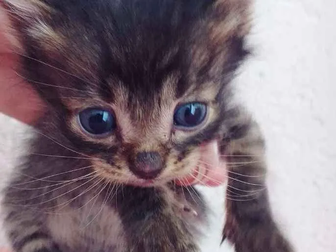 Gato ra a Misto idade Abaixo de 2 meses nome Nick