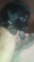 Ainda não botei