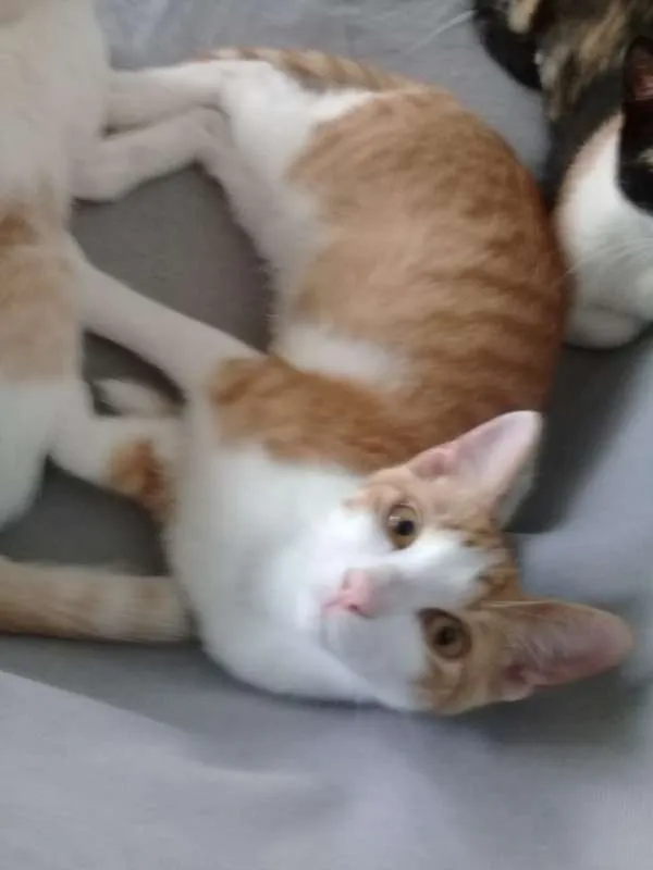 Gato ra a srd idade 2 a 6 meses nome Spock