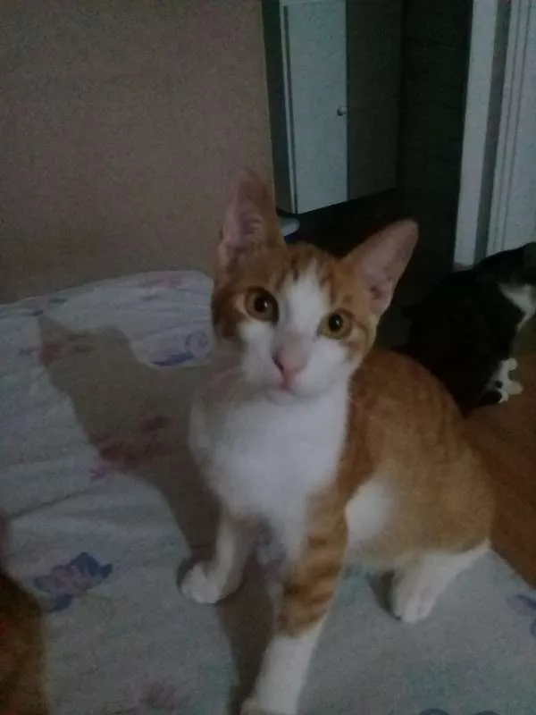 Gato ra a srd idade 2 a 6 meses nome Spock