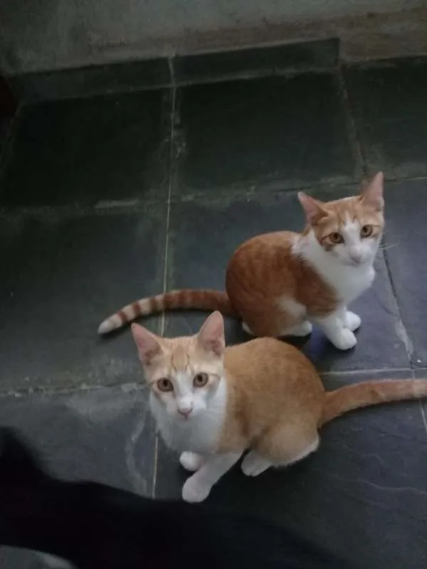 Gato ra a srd idade 2 a 6 meses nome Spock