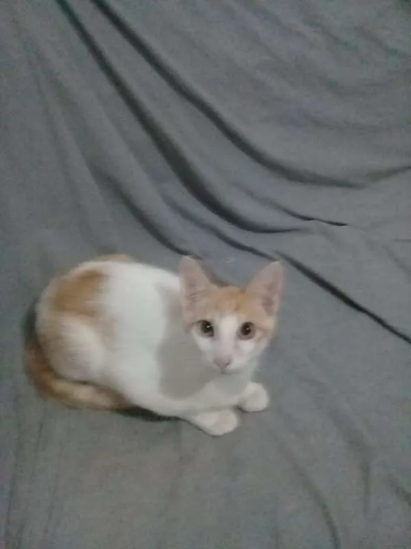 Gato ra a srd idade 2 a 6 meses nome Bob