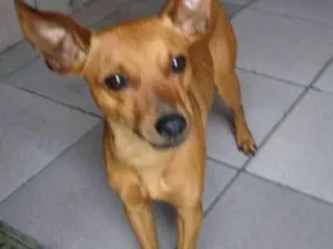 Cachorro raça SRD idade 3 anos nome Teco