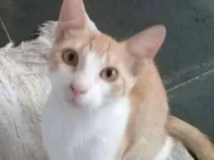 Gato raça srd idade 2 a 6 meses nome Bob