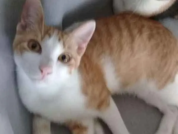 Gato ra a srd idade 2 a 6 meses nome Spock