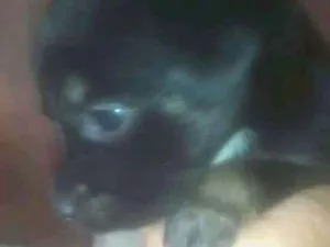 Cachorro raça Mestiça idade Abaixo de 2 meses nome Ainda não botei