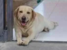 Cachorro raça Labrador idade 6 ou mais anos nome Marley luiz