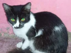 Gato raça SRD idade 7 a 11 meses nome GATOS ADULTOS