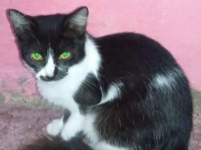 Gato ra a SRD idade 7 a 11 meses nome GATOS ADULTOS