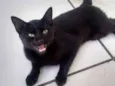 nene