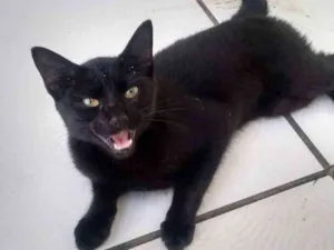 Gato raça  idade 2 a 6 meses nome nene