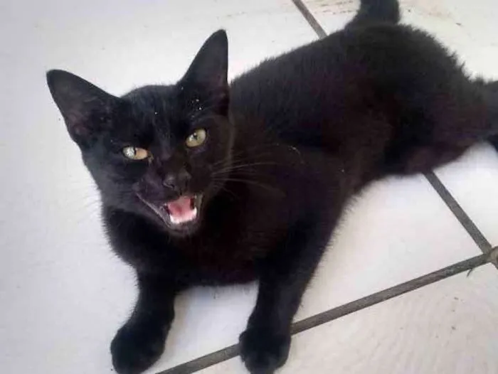 Gato ra a  idade 2 a 6 meses nome nene