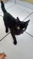 nene