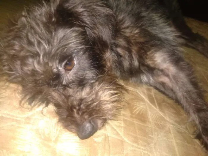 Cachorro ra a SRD idade 2 anos nome Estopa