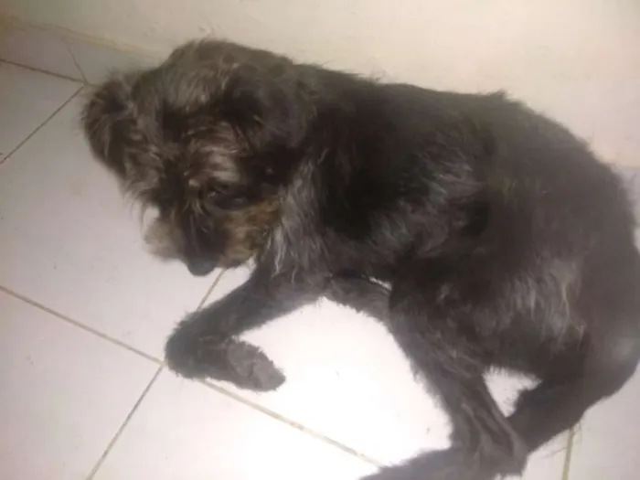 Cachorro ra a SRD idade 2 anos nome Estopa