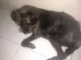 Estopa