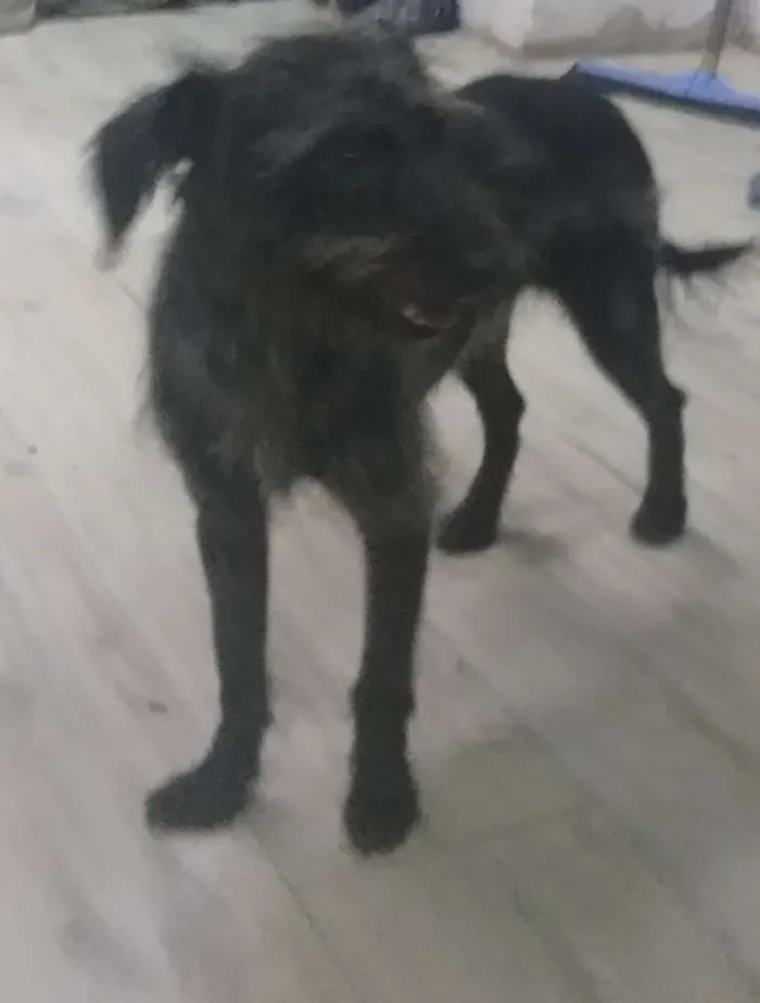Cachorro ra a SRD idade 2 anos nome Estopa