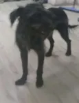 Estopa