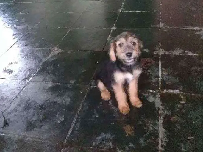 Cachorro ra a SRD idade 2 a 6 meses nome Teka