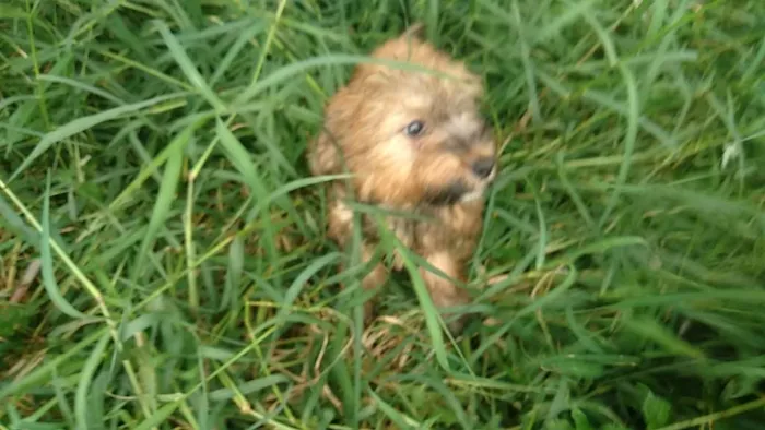 Cachorro ra a SRD idade 2 a 6 meses nome Fofucho