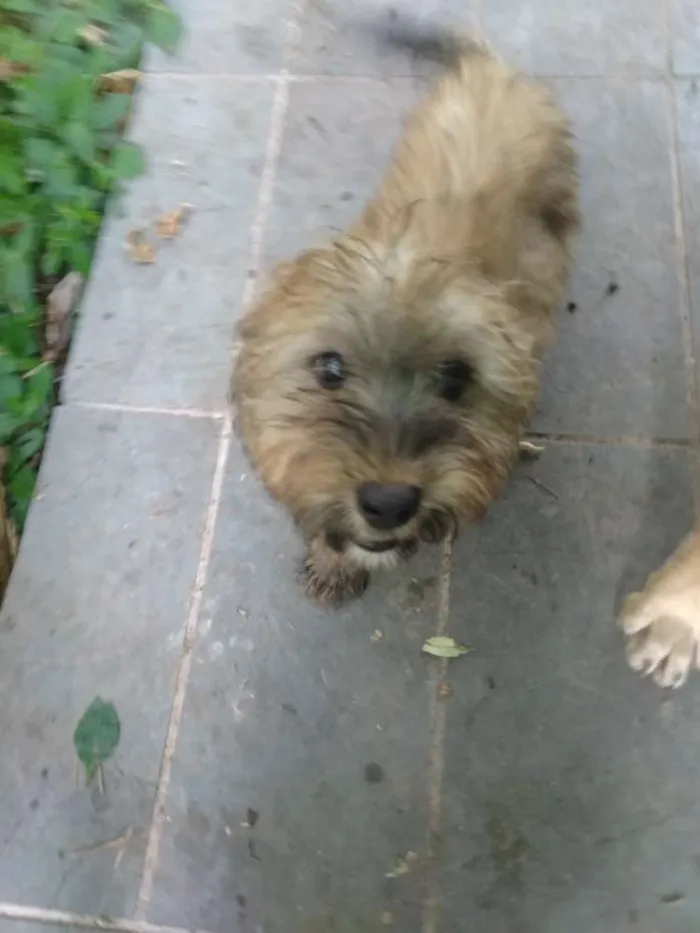 Cachorro ra a SRD idade 2 a 6 meses nome Fofucho
