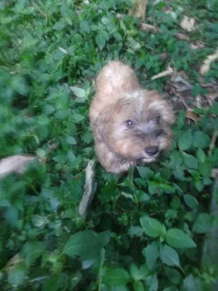 Cachorro ra a SRD idade 2 a 6 meses nome Fofucho