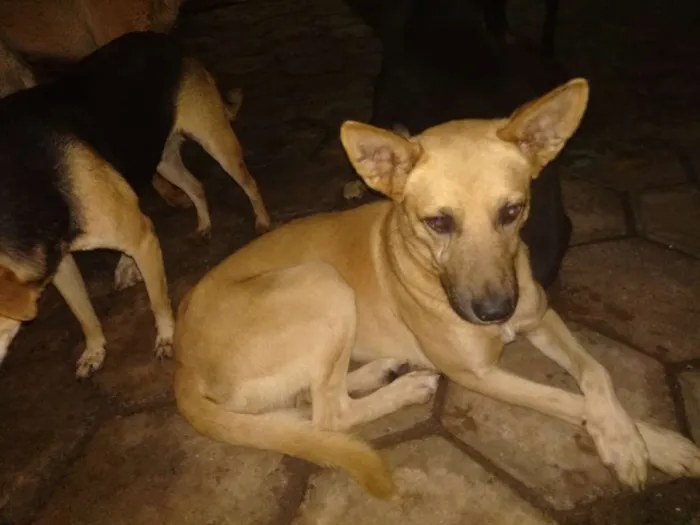 Cachorro raça SRD idade 3 anos nome Amarelo
