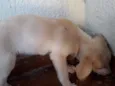 Não tem