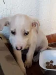 Não tem