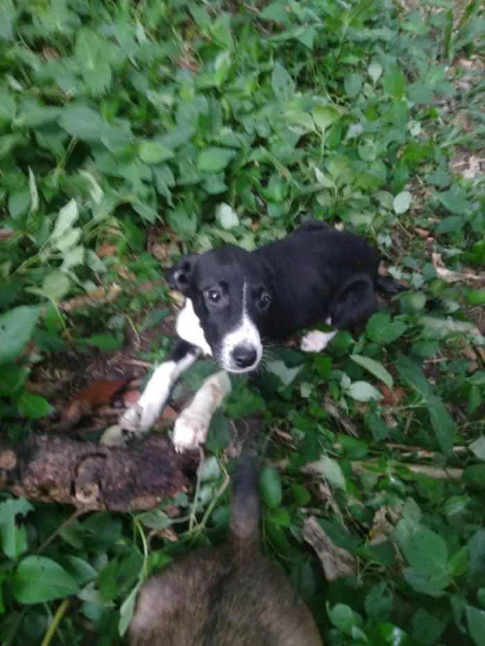 Cachorro ra a SRD idade 2 a 6 meses nome Dama
