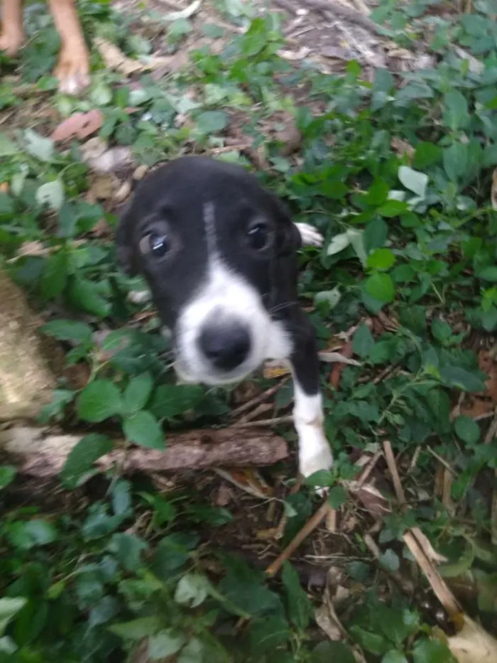 Cachorro ra a SRD idade 2 a 6 meses nome Dama