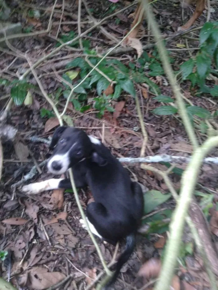 Cachorro ra a SRD idade 2 a 6 meses nome Dama