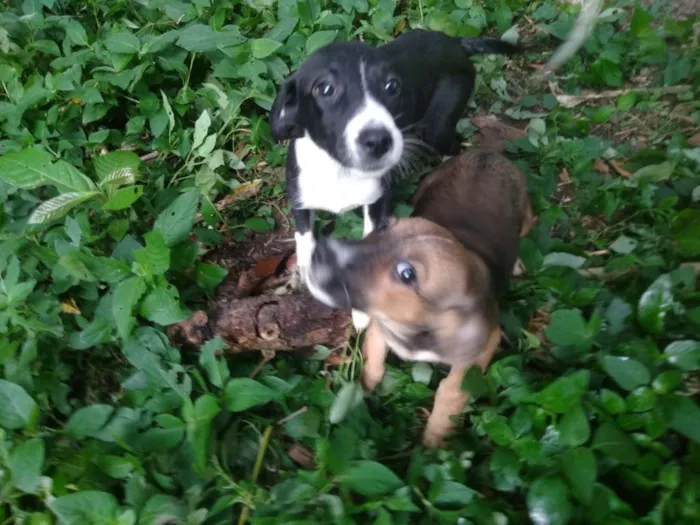 Cachorro ra a SRD idade 2 a 6 meses nome Dama